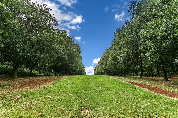 Fifth view of Homely rural property listing, # 191 Repentance Creek Road, Rosebank NSW 2480