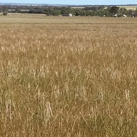 Seventh view of Homely rural property listing, 'Stonehaven' Bruce Rock - Quairading Road, Kwolyin WA 6385