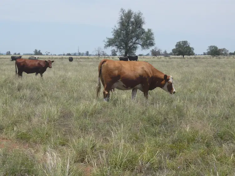 Fourth view of Homely rural property listing, Raheen Coonamble, Baradine NSW 2396