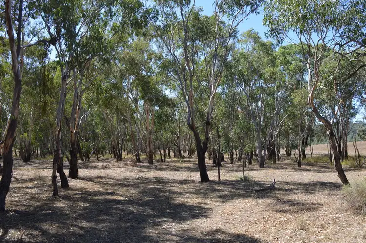 Sixth view of Homely rural property listing, 1851 Mount Hope Road, Coolah NSW 2843