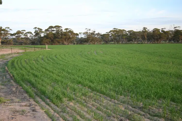Seventh view of Homely rural property listing, 2262 Hyden Kondinin Road, Kondinin WA 6367
