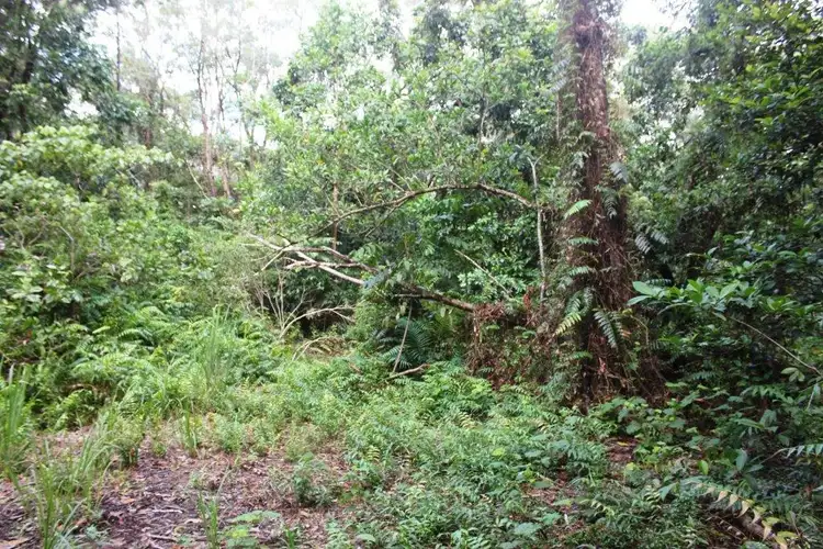 Fifth view of Homely land listing, 75 Forest Creek Road FOREST CREEK, Daintree QLD 4873