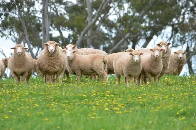 Sec 218 Comaum School Road, Penola SA 5277
