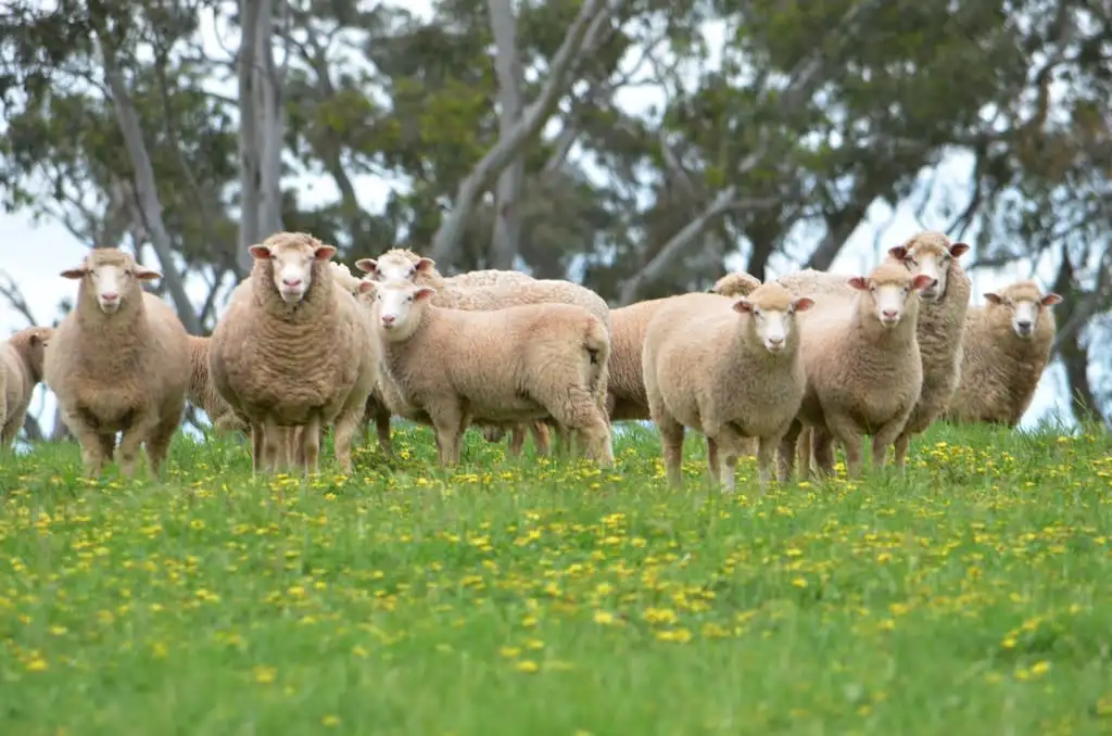 Main view of Homely rural property listing, Sec 218 Comaum School Road, Penola SA 5277