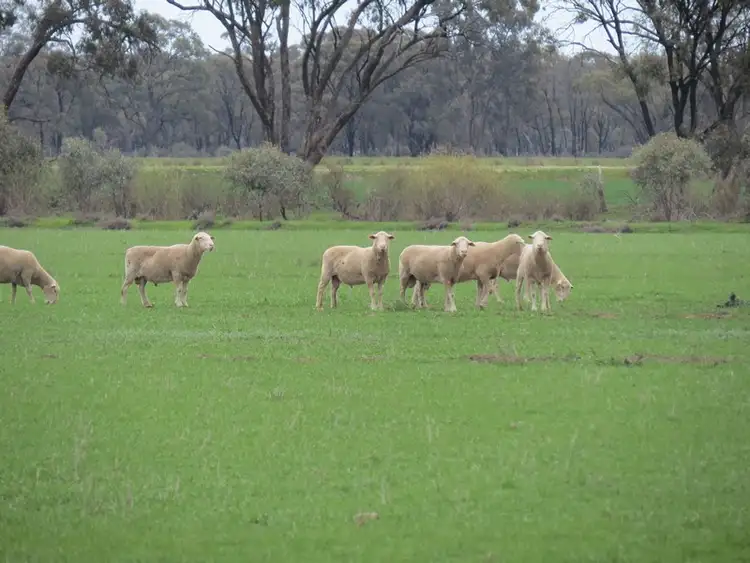 Sixth view of Homely rural property listing, "Lynore" Wakool Road, Barham NSW 2732