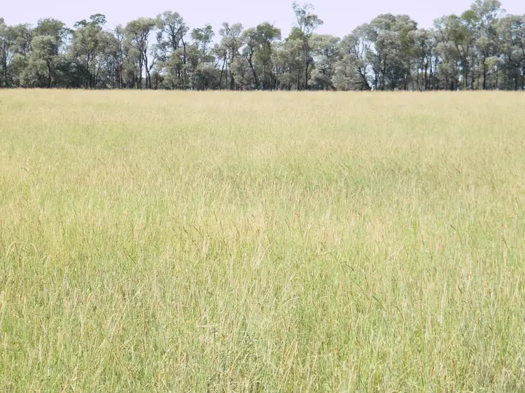 Fourth view of Homely rural property listing, "Sutton Grange", Meandarra QLD 4422