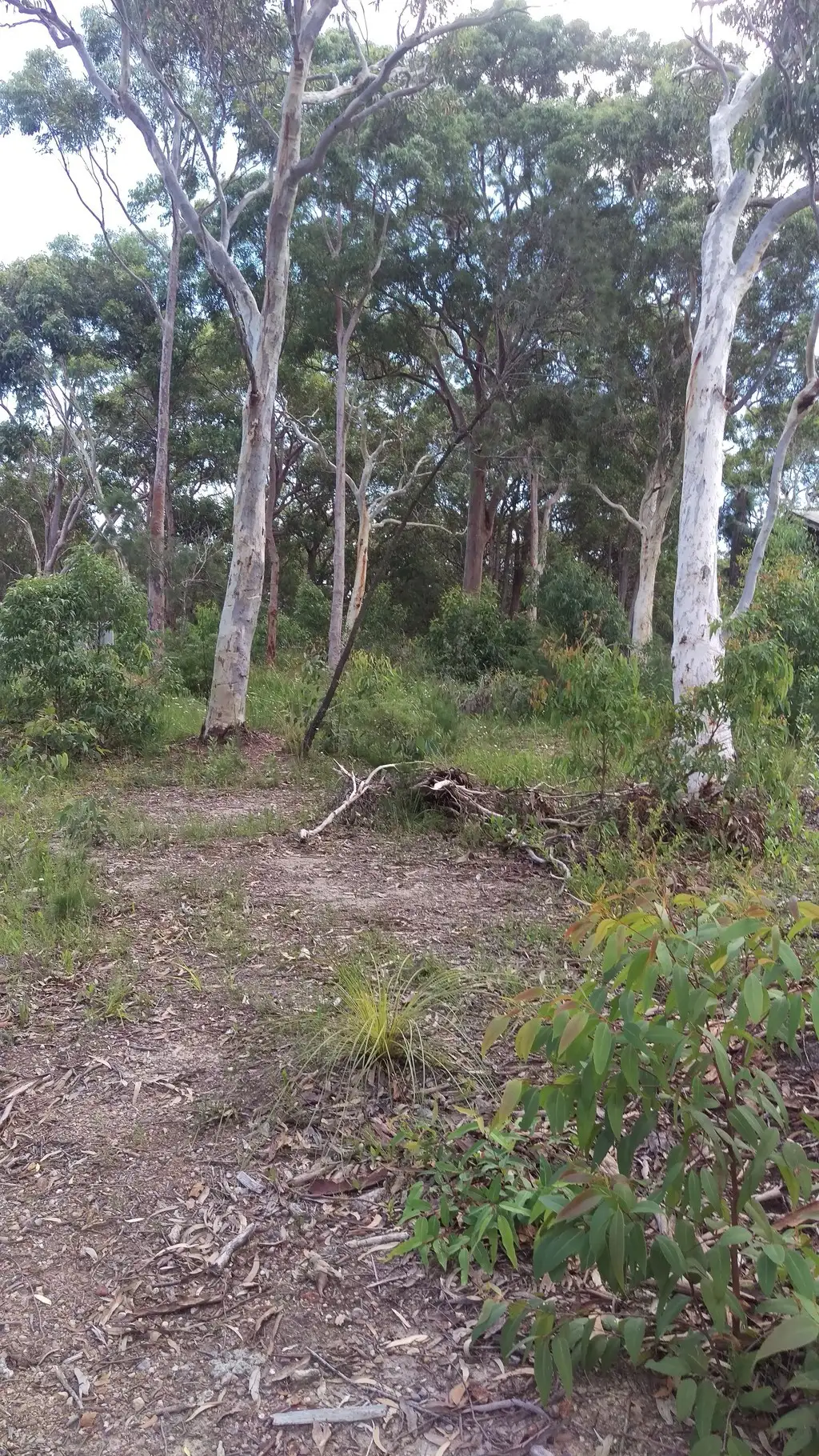 Main view of Homely land listing, 40 Todmordon, Buttaba NSW 2283