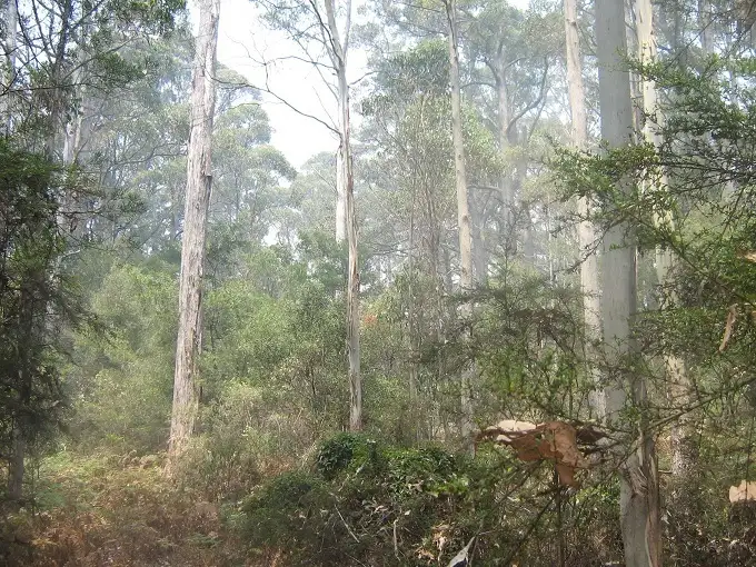Fourth view of Homely rural property listing, - Douglas Road, Kindred TAS 7310