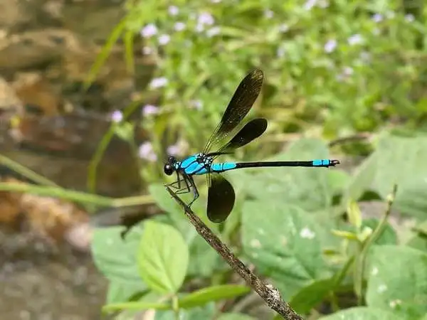 Fifth view of Homely land listing, 78-80 Cascades Drive, Redlynch QLD 4870