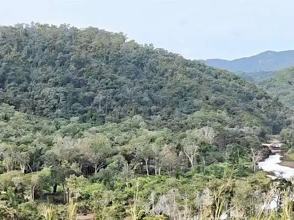 Third view of Homely land listing, 3228 Rossville Bloomfield Road, Bloomfield QLD 4895
