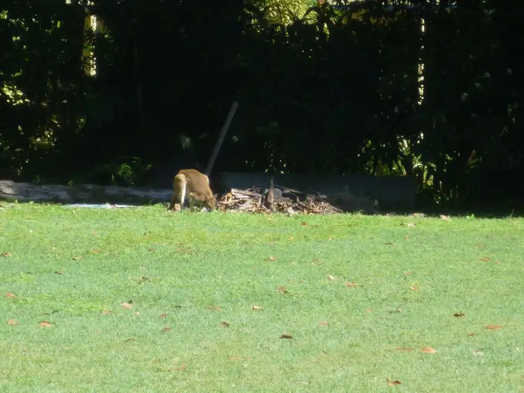 Third view of Homely land listing, 29 Elizabeth Street, Flying Fish Point QLD 4860