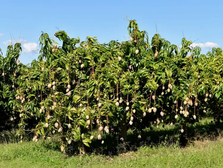 Fifth view of Homely rural property listing, 65249 Burke Development Road, Dimbulah QLD 4872