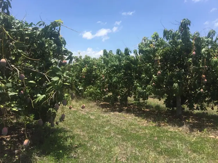 Sixth view of Homely rural property listing, 65249 Burke Development Road, Dimbulah QLD 4872