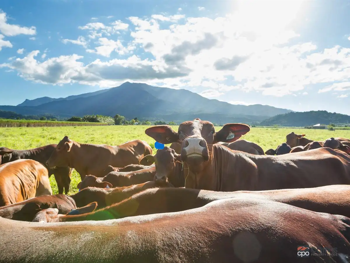 Main view of Homely rural property listing, 72 Hanley Road, Mirriwinni QLD 4871