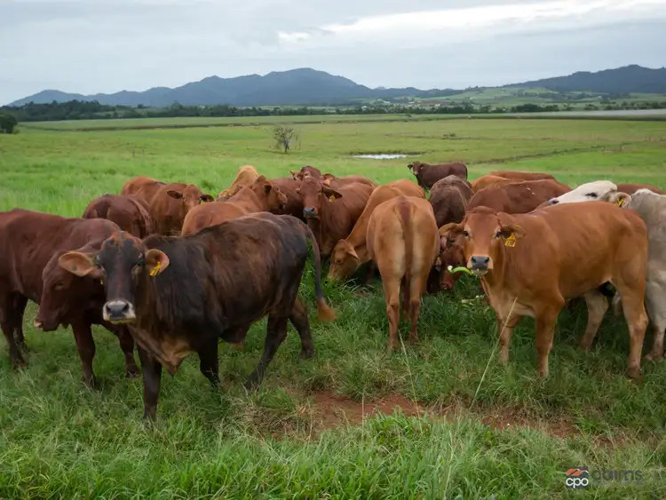 Second view of Homely rural property listing, 24 Victory Creek Road, Vasa Views QLD 4860