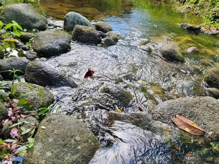 Fourth view of Homely rural property listing, 141 Telecom Road, Bellenden Ker QLD 4871