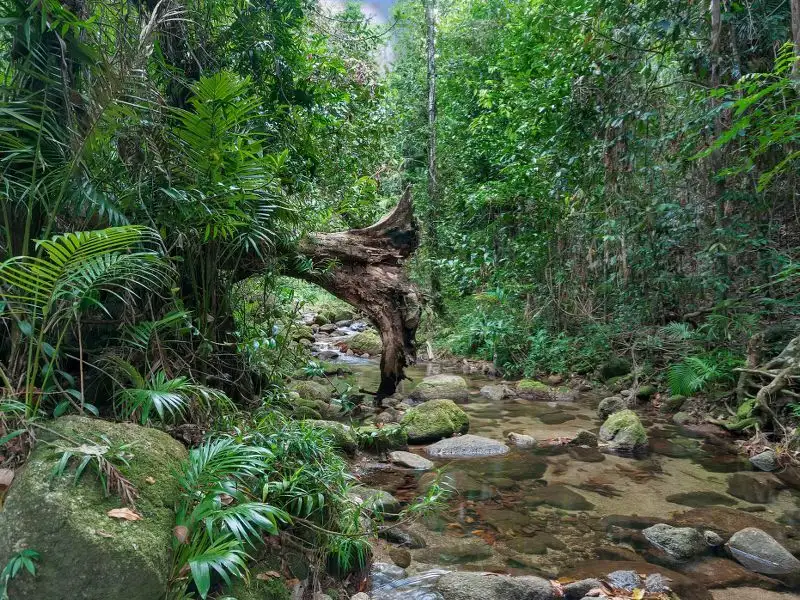 Main view of Homely house listing, 262 The Boulders Road, Babinda QLD 4861