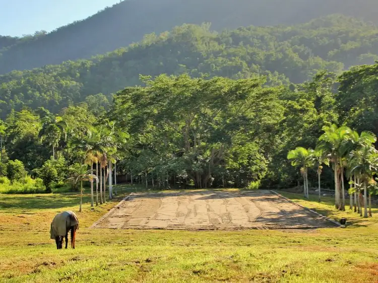 Sixth view of Homely rural property listing, 1 Brays Road, Little Mulgrave QLD 4865