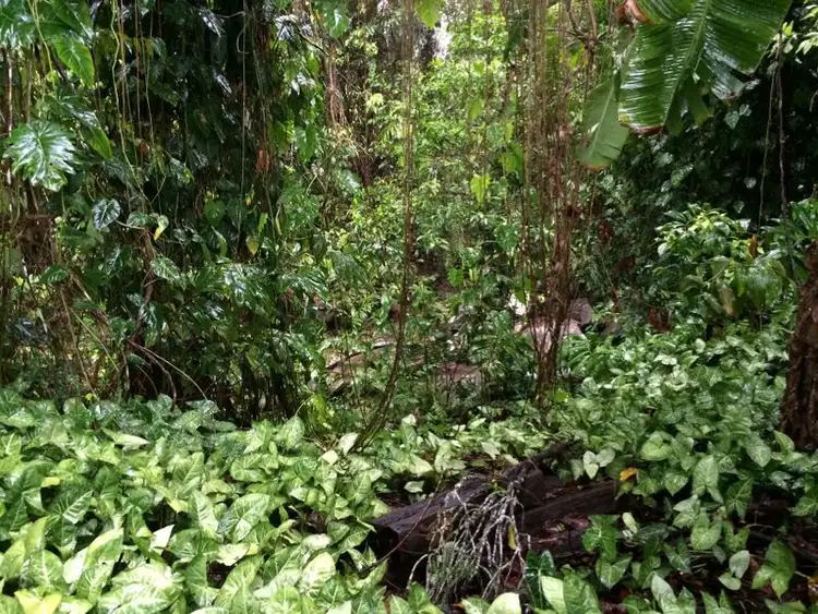Fifth view of Homely land listing, 16 Moretto Street, Babinda QLD 4861