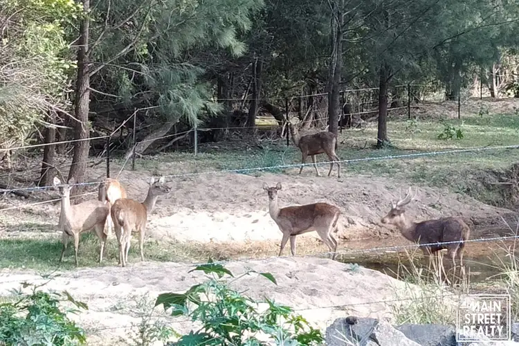 Fourth view of Homely rural property listing, 466 Glenhowden Road, Colinton QLD 4314