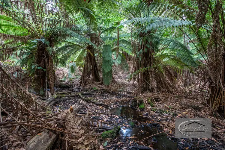 Lot Lot Ringle Doddy Road, South Forest TAS 7330
