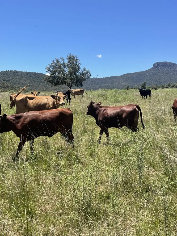 Second view of Homely rural property listing, 1020 Bramble Rd, Warrumbungle NSW 2828
