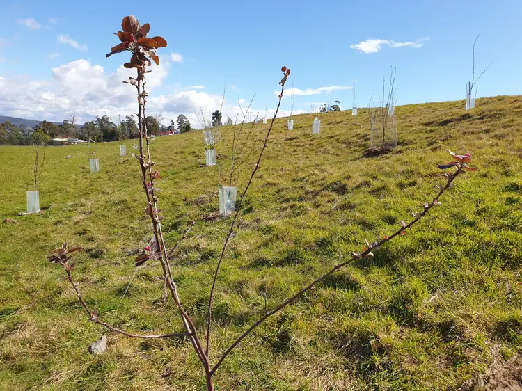 Third view of Homely land listing, 20 Craigburn Road, Hillwood TAS 7252