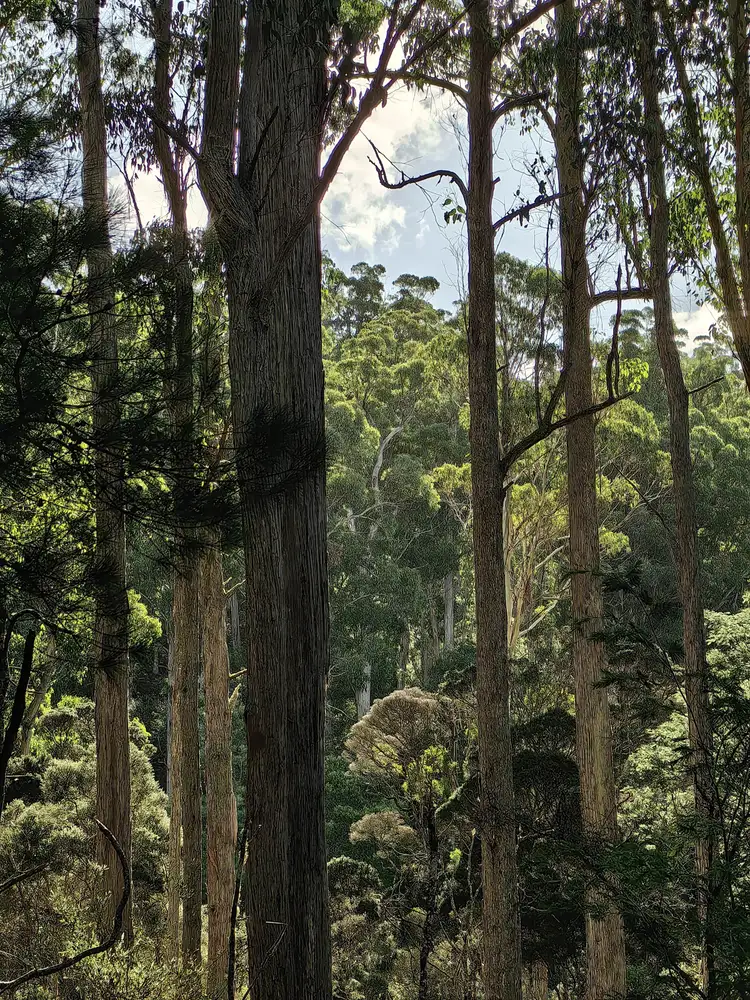 Fifth view of Homely land listing, 82 Branchs Creek Road, Harford TAS 7307