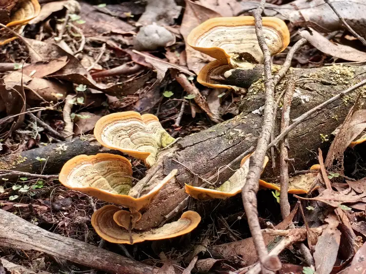 Sixth view of Homely land listing, 82 Branchs Creek Road, Harford TAS 7307