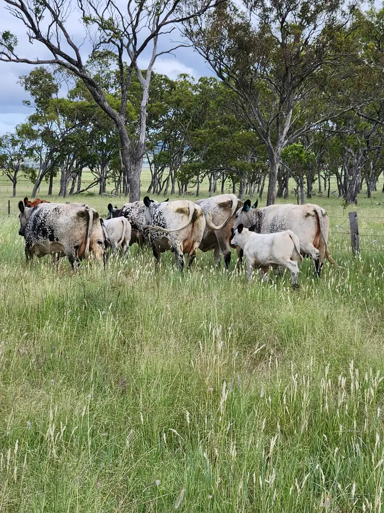 Second view of Homely land listing, Lot 4 SP 268228 Hermitage Emu Vale Road, Junabee QLD 4370