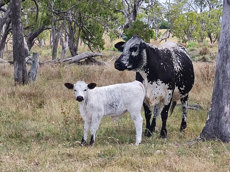 Third view of Homely land listing, Lot 4 SP 268228 Hermitage Emu Vale Road, Junabee QLD 4370