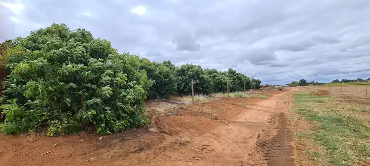 Fifth view of Homely rural property listing, 85 Dacelo Avenue, Red Cliffs VIC 3496