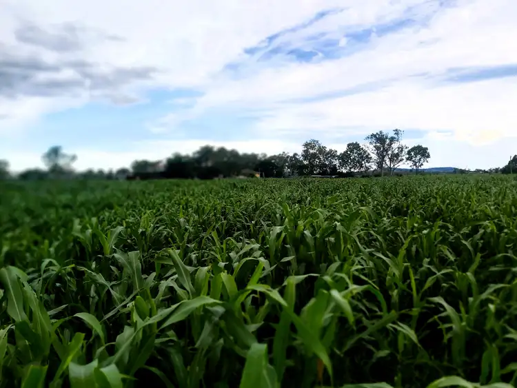 Sixth view of Homely rural property listing, 447 Mahons Road, Coominya QLD 4311