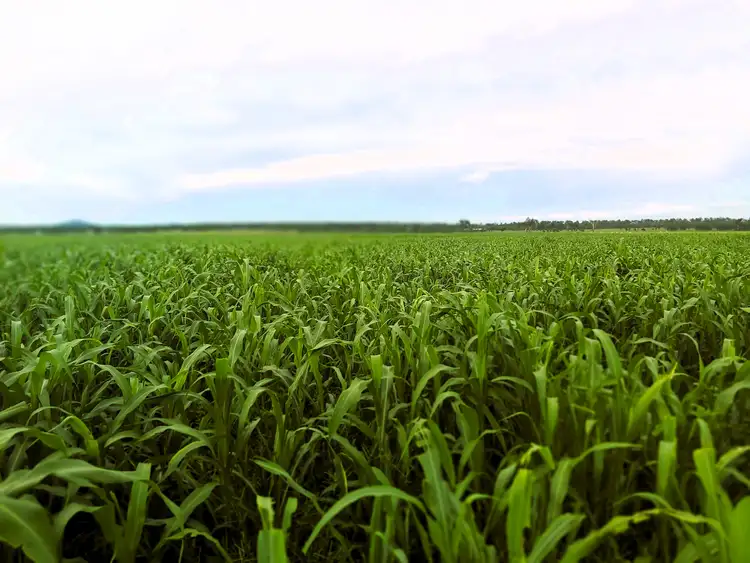 Seventh view of Homely rural property listing, 447 Mahons Road, Coominya QLD 4311