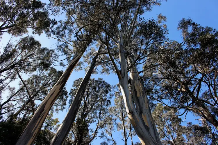 Second view of Homely land listing, 82 Grahams Road, Black Hills TAS 7140