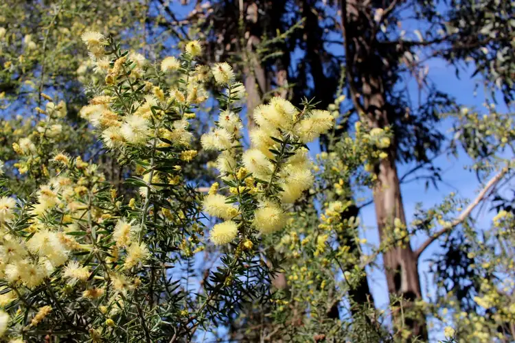 Fourth view of Homely land listing, 82 Grahams Road, Black Hills TAS 7140
