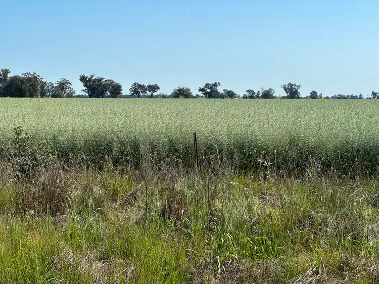 Third view of Homely rural property listing, Lot 133 Troths Lane, Quandialla NSW 2721