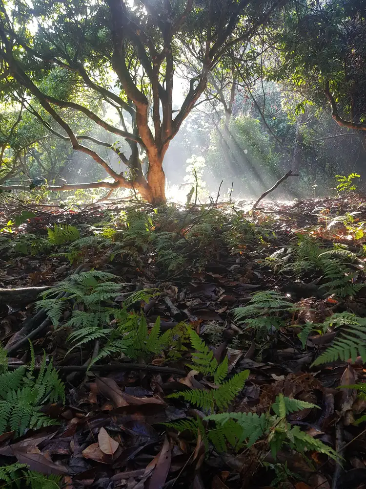 Lot 21 Sharwill Drive, Valla NSW 2448