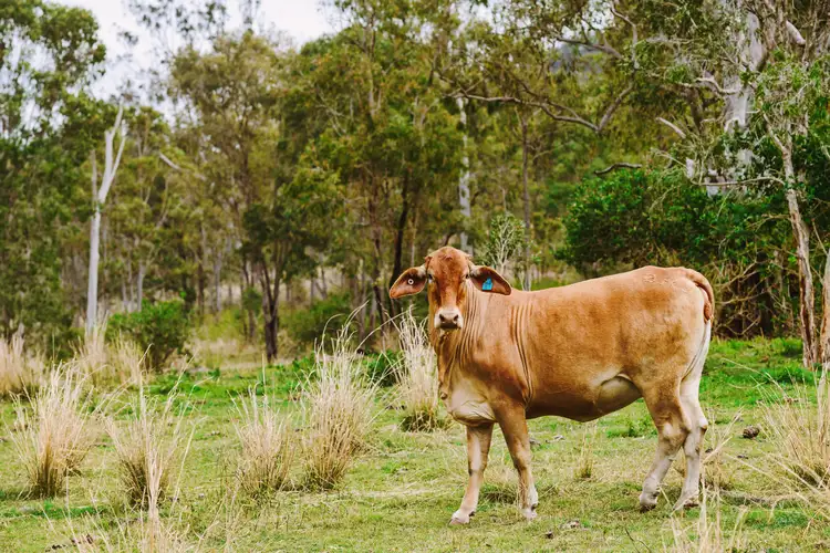 Second view of Homely rural property listing, 1250 Mount Hector Road, Boyne Valley QLD 4680