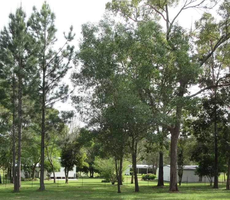 Fifth view of Homely rural property listing, 324 Clarence Way, Mountain View NSW 2460