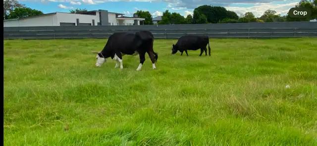 Sixth view of Homely rural property listing, 80 Landing Place, Moggill QLD 4070