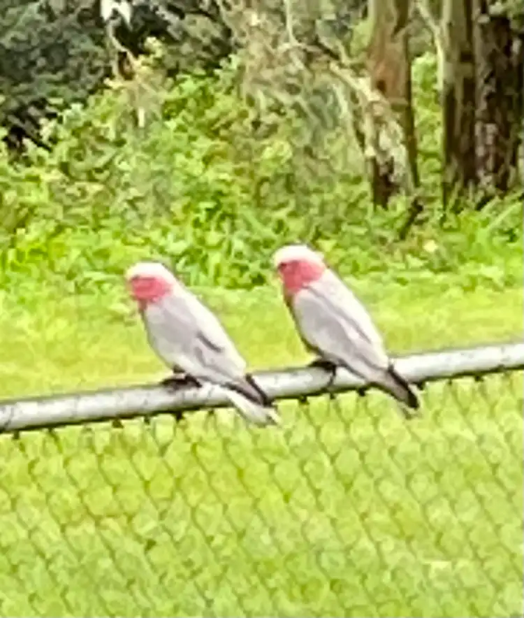 Seventh view of Homely rural property listing, 80 Landing Place, Moggill QLD 4070