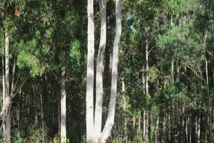 Third view of Homely land listing, 142448/1 Lakeside Drive, Acacia Hills TAS 7306