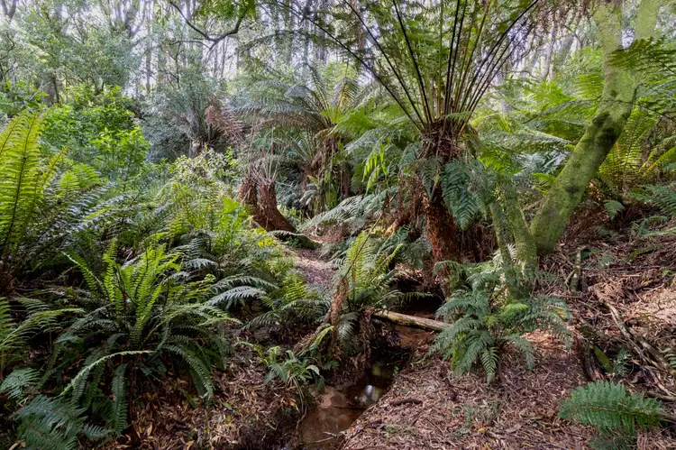 Fourth view of Homely land listing, 5 Pound Road, Beech Forest VIC 3237