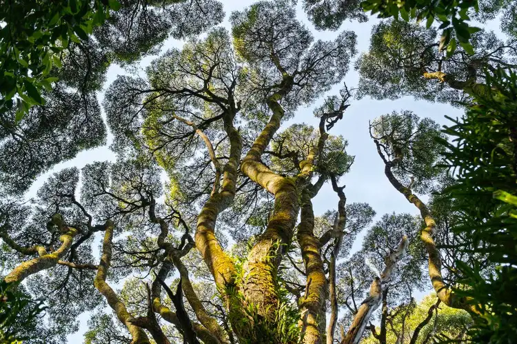 Fifth view of Homely land listing, 5 Pound Road, Beech Forest VIC 3237