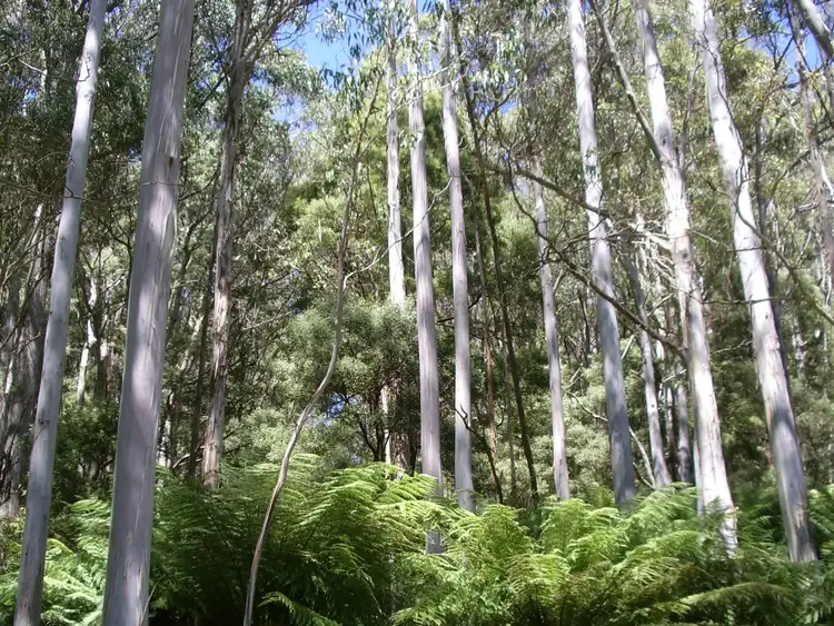 Fourth view of Homely rural property listing, 220 Raymond Road, Gunns Plains TAS 7315