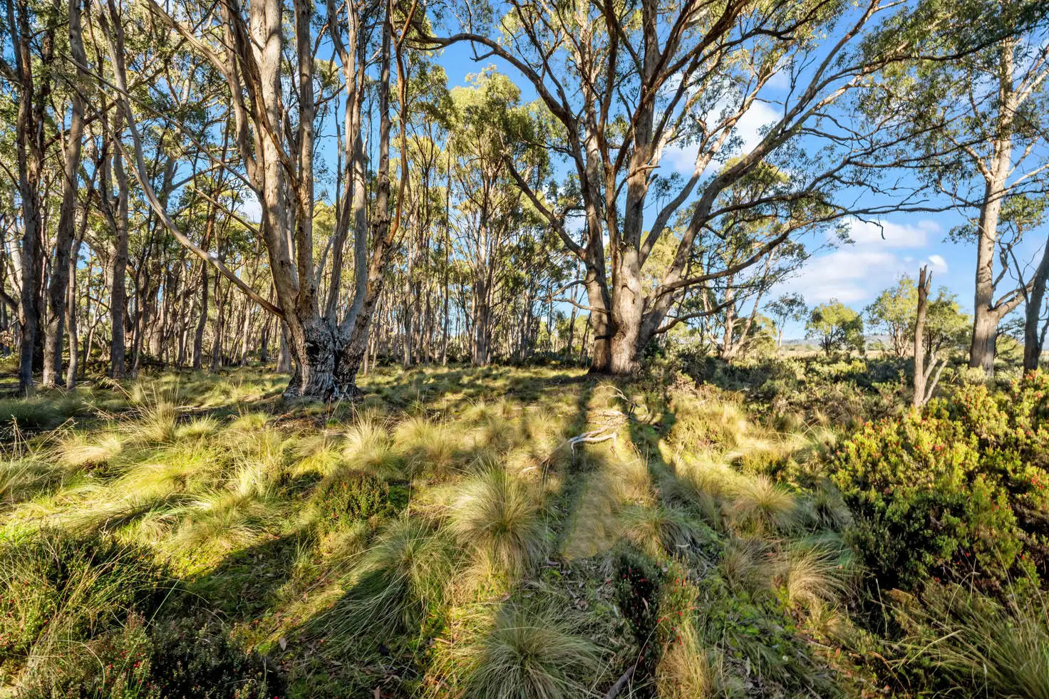 Main view of Homely house listing, 47 Woodwards Bay Road, Bradys Lake TAS 7140