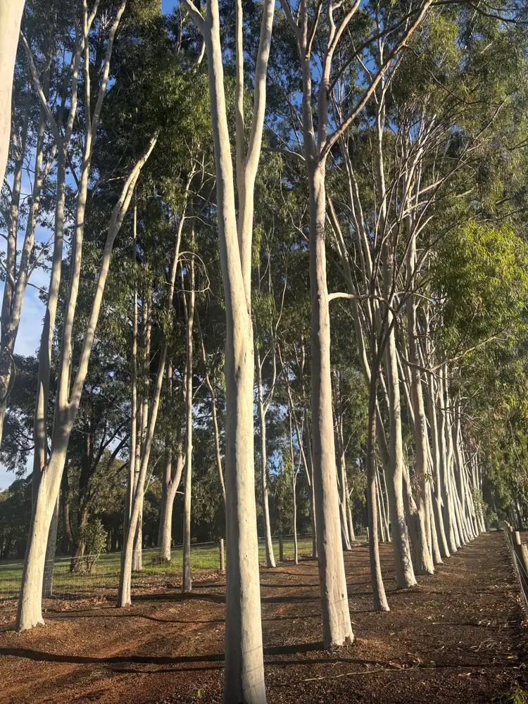Second view of Homely land listing, Proposed Lot 104, 1180 Needham Road, Wooroloo WA 6558