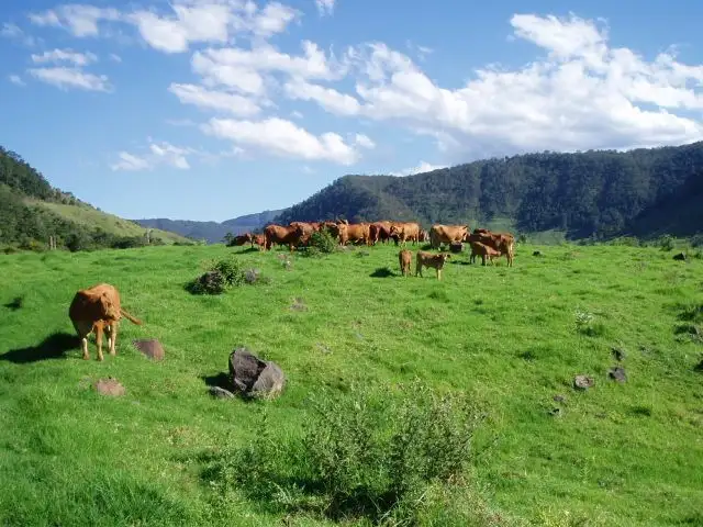 Second view of Homely rural property listing, 565 Illinbah Road, Illinbah QLD 4275