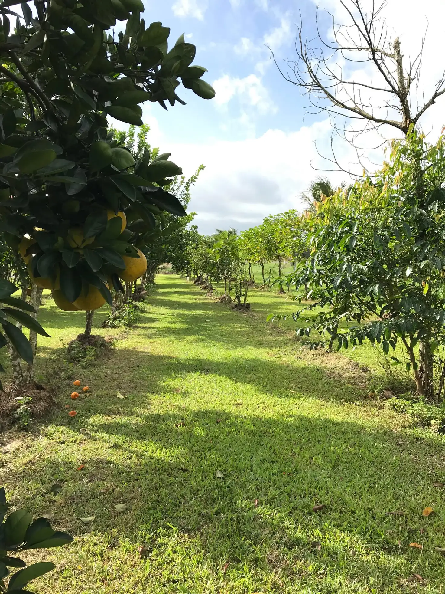 Main view of Homely house listing, 50 Moresby Road, Moresby QLD 4871